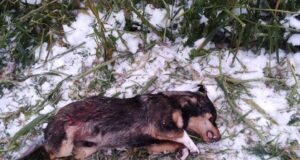 Leedu külas on hundid muutunud nuhtlusisenditeks