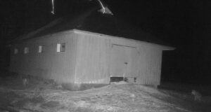 Hundid käisid Soomaa talus taas lambakarja uudistamas