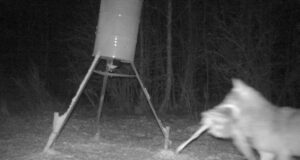 Põllumehed tahavad rohkem õigust huntidega arveid klaarida