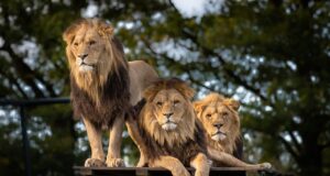 Inglismaa plaanib keelustada trofeede impordi