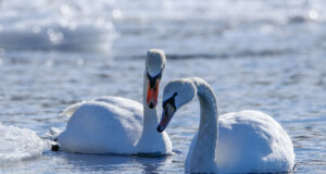 Veelindu toites teeb inimene talle kahju