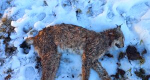 Tori-Sindi jahipiirkonnas murti ilves