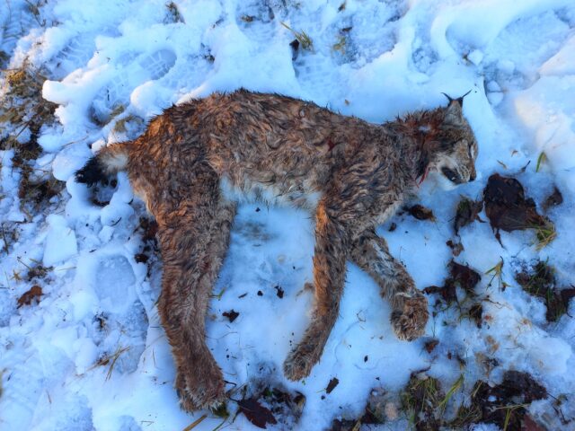 tori-sindi murtud ilves