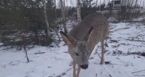 Jahimeeste esindaja: Metskitsede arvu languses on süüdi kiskjad