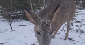 Jahimehed aitasid avariisse sattunud kitse jalule