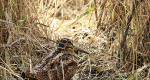 Jahipidamine on osa elust kooskõlas loodusega