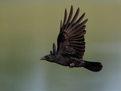 Lääne-Niiluse viiruse uuring jätkub