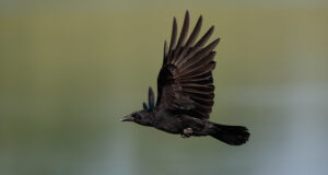 Lääne-Niiluse viiruse uuring jätkub