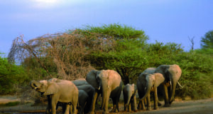 Halvasti läbimõeldud trofeejahi seaduseelnõu seab metsloomad ohtu