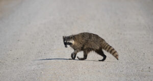 Pesukaru võib meie kohaliku koosluse suhted sassi lüüa