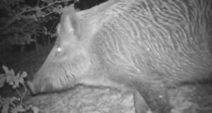 President kuulutas välja öösihikut lubava seaduse