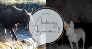 VIDEO: Aastaring metsas