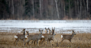 Eestis on metskitsi eriti vähe just mandril