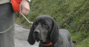 Plotti hagijas kinnitati jahikoerte nimekirja