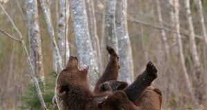 Eesti Loodus fotokonkurssi võitis rõõmus karu
