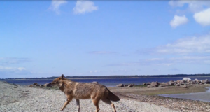 Ulukieksperdil ilmus teadusartikkel Eesti šaakalitest