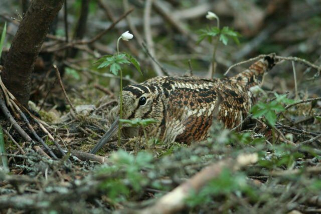 Metskurvits_foto_Ainar_Õisnurm
