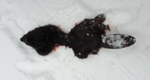 Ilvesele maitseb metskitse kõrval ka kobras