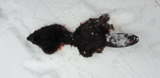 Murtud kobras ilvese poolt