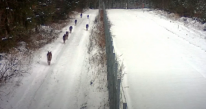 Hundid üritasid Valgevene-Leedu piiri ületada