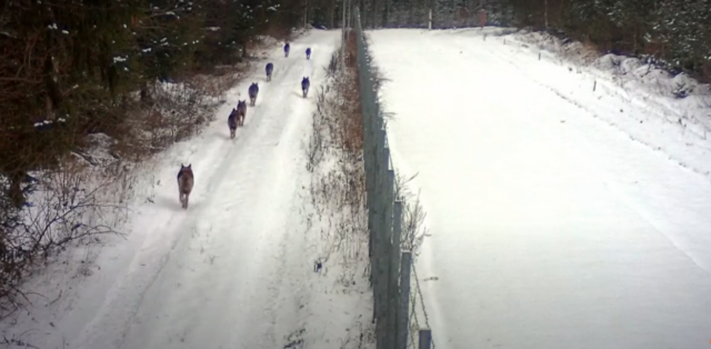 hundid piiri ületamas