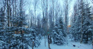 PILTUUDIS: Ilves otsib soolast suutäit