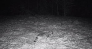 Kolmandik seni kütitud huntidest põevad kärntõbe