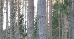 Mäger osutus pesukaruks