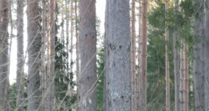 Pesukaru leiti üles Kambja kandi talumajast