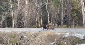 VIDEO: Talviselt jäised olud võivad olla takistuseks ka metsloomadele