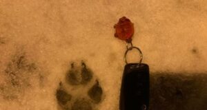 Šaakal liigub juba Muugal