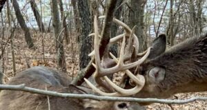 Ameerikas päästis jahimees kahe sõlmeläinud sarvedega valgesabahirve elu