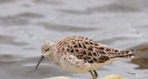 Hävimisohus linnud rannaniidul