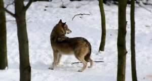 Nälg ajab hundid inimese õue peale