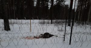 Piiriribal hukkus põder