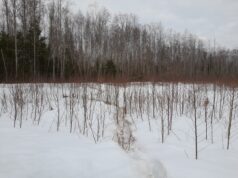 Metssigade küttimine seisuga 31. jaanuar