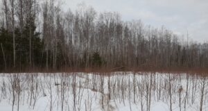 Metssigade küttimine seisuga 31. jaanuar