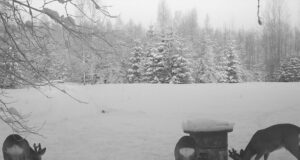 PILTUUDIS: Tänavu on soku sarvedel toimunud hargnemine veelgi varem