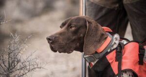 Saaremaa alustab jahikursusega märtsis