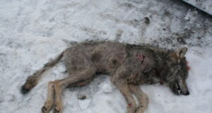 Linnuse jahiseltsi maadel kütiti kärntõves hunt