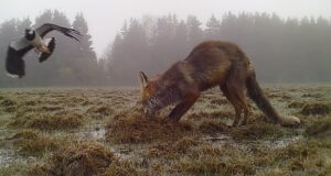 “Osoon”: rannalindude päästmiseks kiskjate käest peab appi võtma jahipüssid