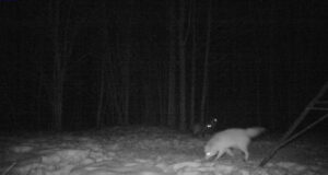 PILTUUDIS: Massiarus vaatavad kährikkoerad imestunult šaakalit