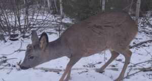 Mustlas rebiti metskits puruks