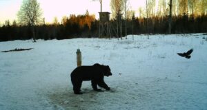 “Ökoskoop” tegi juttu taliuinakul olevatest karudest