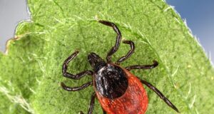 Apteekides saab puukentsefaliidi vastu vaktsineerida