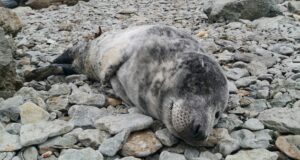 Lase rannal lesival hülgepojal rahulikult üksi olla