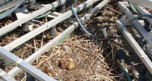 Märts on viimane aeg ennetada kevadisi ja suviseid konflikte hoonetes pesitsevate lindudega