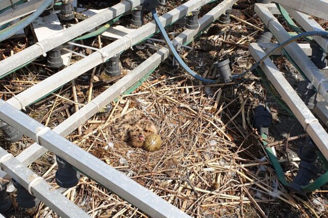 Kajakapesa hoone katusel_Foto Jan Siimson