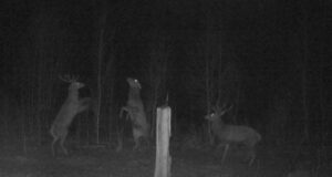 PILTUUDIS: Hirvepullide etteaste