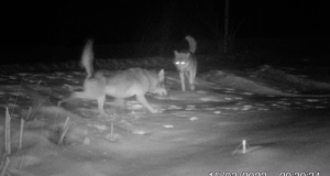 VIDEO: Hundid märgistavad territooriumi